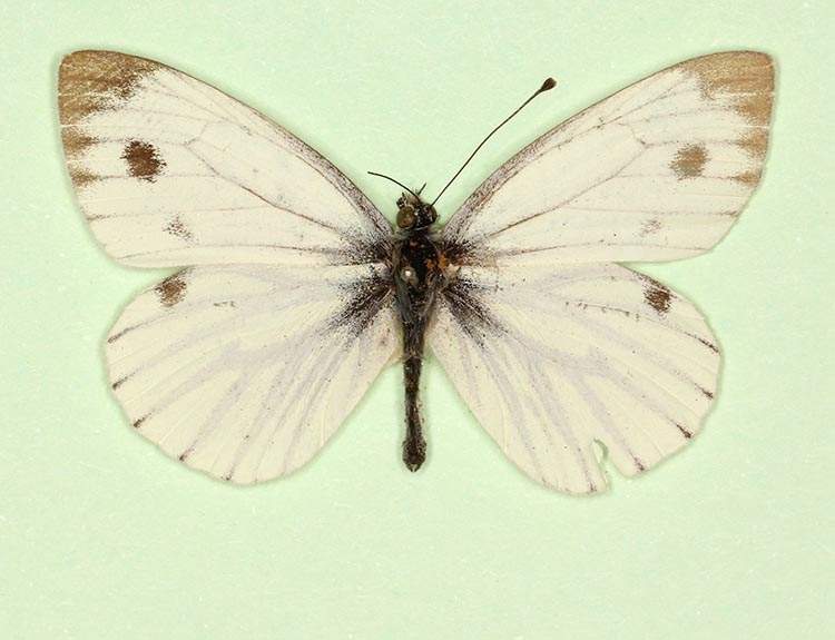 Pieris napi male (aberrant form bicolor) (Internet Image property of respective owner, non-commercial use only)